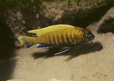 Tropheops sp. 'red fin' Lundu